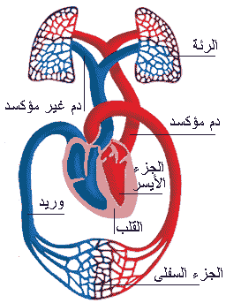 الدورة الدموية الكبرى - القلب