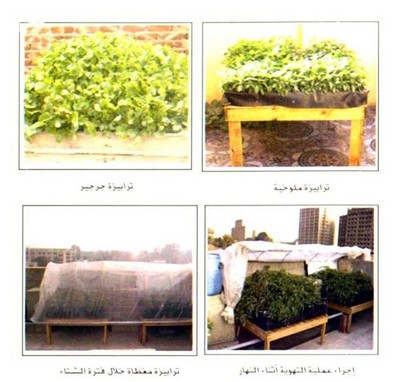 نظم مزارع البيئات فوق أسطح المنازل ( لزراعة الخضروات ) Large_1234178749