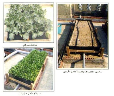 نظم مزارع البيئات فوق أسطح المنازل ( لزراعة الخضروات ) Large_1234178753