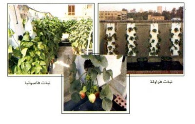 نظم مزارع البيئات فوق أسطح المنازل ( لزراعة الخضروات ) Large_1234178754