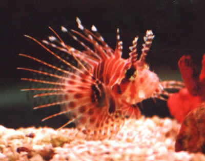 أسماك خطيرة..السمكة الأسد..أسماك فتاكة..أسماك غريبة..lionfish..بالصور السمكة الأسد..  Large_1234182169