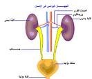 تخفيف الام الدوره الشهريه بالاعشاب Large_1237983340