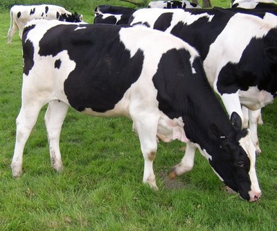 أكثر أنواع الأبقار إنتاجاً للبن