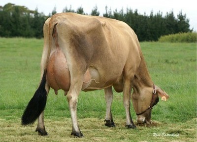 أكثر أنواع الأبقار إنتاجاً للحليب