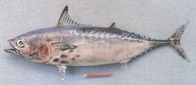أنواع سمك البلاميد Large_1238027818