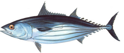 أنواع سمك البلاميد Large_1238027820