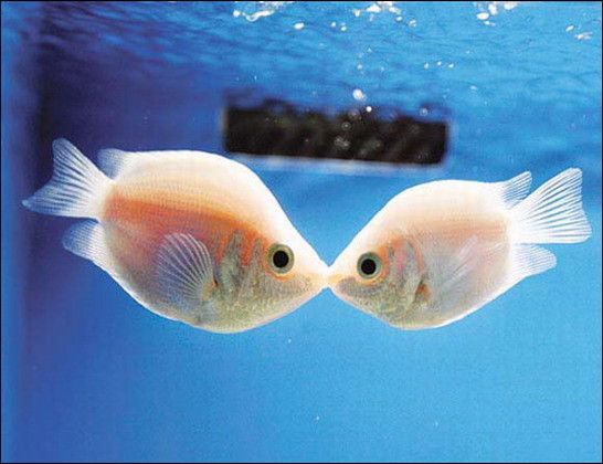 اكتشف أسرار العلاقة الحميمة بين الأسماك في أعماق البحار  Gallery_1238039914