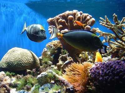  أسماك الشعاب المرجانية بالبحر الأحمر  Large_1238043384