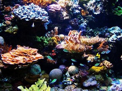 أسماك الشعاب المرجانية بالبحر الأحمر Large_1238043385