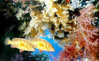 أسماك الشعاب المرجانية بالبحر الأحمر  Large_1238043386