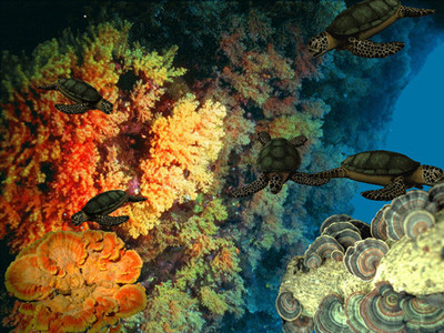 أسماك الشعاب المرجانية بالبحر الأحمر  Large_1238043387