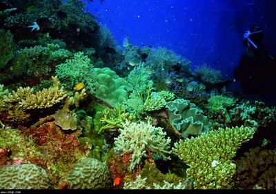  أسماك الشعاب المرجانية بالبحر الأحمر  Large_1238043391