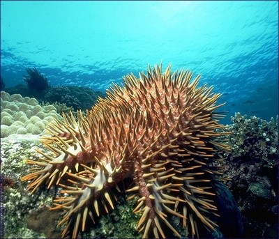 أسماك الشعاب المرجانية بالبحر الأحمر  Large_1238043406