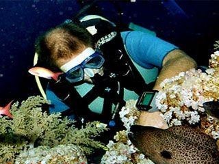  الصيد الجائر والغواصون والقري السياحية يهددون الشعاب المرجانية في جنوب سيناء  Large_1238044281