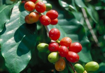 القهـوة شجرة فاكهة دائمة الخضرة د أياد هاني العلاف