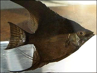 Angel fish Large_1238051958