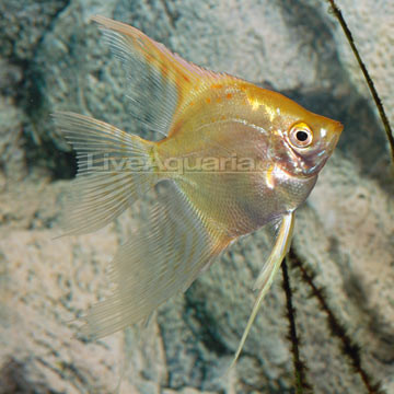 Angel fish Large_1238051960