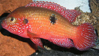 البلطية الحمراء (السمكة الجوهرة) Large_1238052952