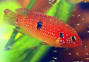 البلطية الحمراء (السمكة الجوهرة) Large_1238052953