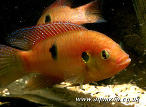 البلطية الحمراء (السمكة الجوهرة) Large_1238052954