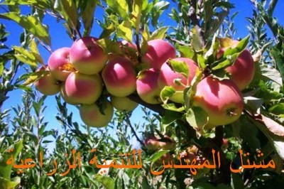 صور انواع التفاح  Large_1238056014