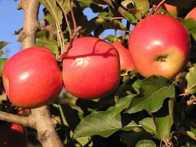 الثمار اللابذرية (Seedless fruits) في أشجار الفاكهة Large_1238057992