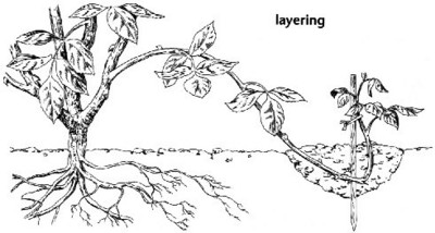 الترقيد Layering في أشجار الفاكهة Large_1238059957