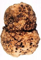 النيماتودا سرطان يهدد البطاطس فى مصر Large_1238087944