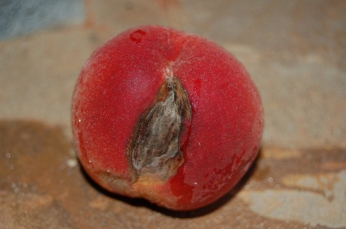 العفن البنى Brown Rot على ثمار الحلويات شبكة الأبحاث الزراعية