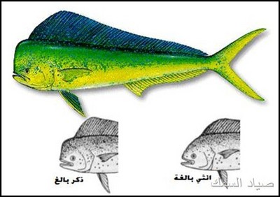 سمكة الحصان او اللمبوكة الموقع الرسمى للهيئة العامة لتنمية الثروة السمكية