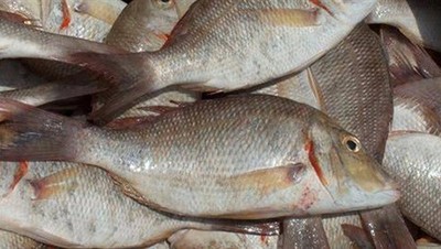 دراسة تكشف أسباب انخفاض إنتاجية الأسماك في المصايد البحرية - جهاز حماية  وتنمية البحيرات والثروة السمكية