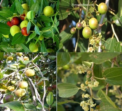 زراعة وإنتاج فاكهة النبق السدر د أياد هاني العلاف