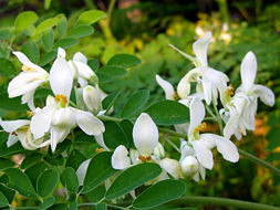 أهمية أزهار شجرة المورينجا وحدة إنتاج المورينجا
