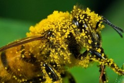 دور النحل والحشرات في عملية التكاثر انها تساعد في عملية التلقيح فتسمى ملقحات