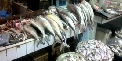 يقوم باعمال المنزل رماد النورس  الثروة السمكية في اليمن تمنع تصدير 3 أنواع من الأسماك - الثروة السمكية في  العالم