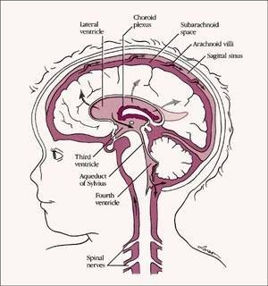 العناصر الرئيسية لتشخيص الشلل الدماغي  Large_1234181604