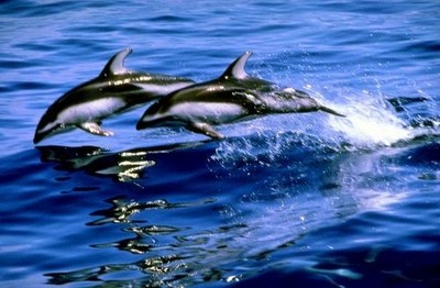 أشهر حيوانات تعيش في الماء وأسمائها مع الصور Large_1238051355