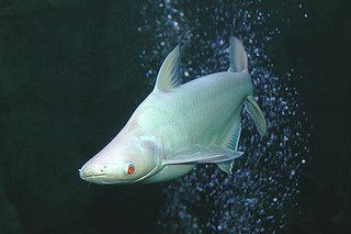 سمكة البنجايسـوس