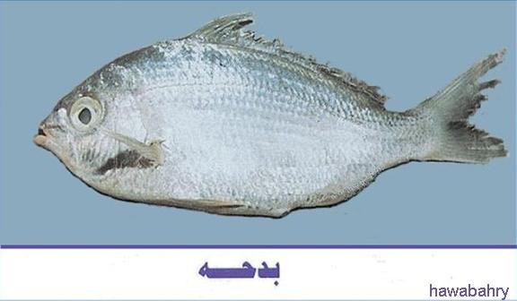 انواع السمك في الخليج العربي