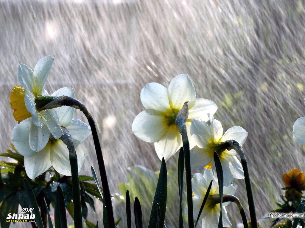 Znalezione obrazy dla zapytania: obrazy przedwiośnie